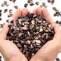 QICQDRAM Crushed Shells for Crafts About 1LB Small Natural Crushed Shells Bulk by QICQDRAM