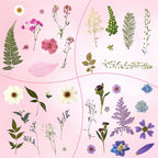 Augshy Dried Pressed Flowers Dry Leaves, Scrapbooking - Image 4
