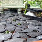 Natural Slate Stone -1/2 to 1 inch. Perfect Size - Image 5
