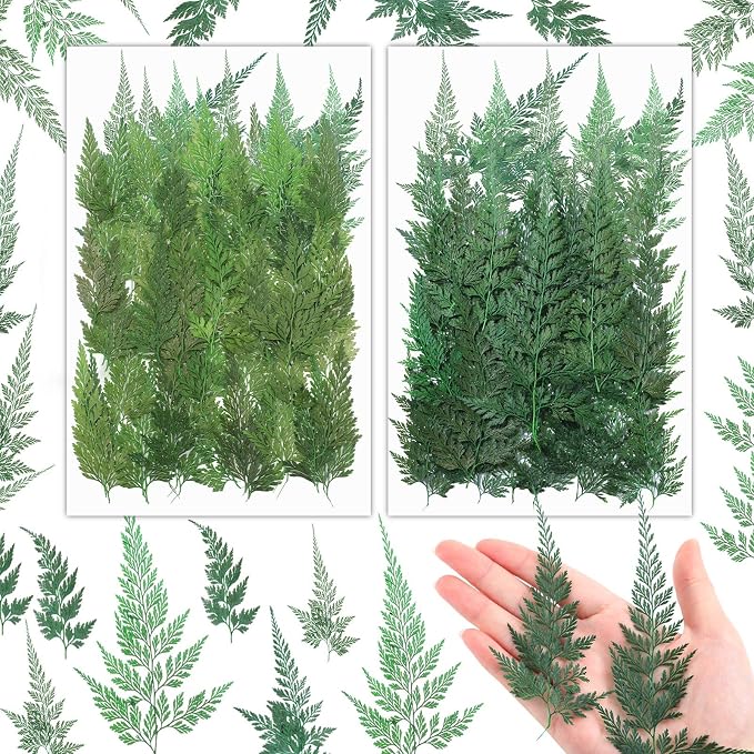 200 Pcs Dried Pressed Green Leaves Flowers Small Dry Preserved Natural Ferns by Fumete
