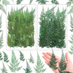 200 Pcs Dried Pressed Green Leaves Flowers Small Dry Preserved Natural Ferns by Fumete