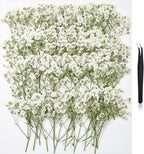 112Pcs Babys Breath Mini Dried Pressed Flowers by HLCYGJIN