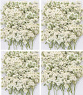 Dried Baby' s Breath Flowers Bulk by Glicrili