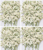 Dried Baby' s Breath Flowers Bulk by Glicrili