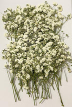50 pcs White Baby's Breath Real Natural Dried Pressed Flowers - Image 3