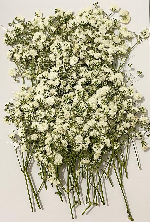 50 pcs White Baby's Breath Real Natural Dried Pressed Flowers - Image 3