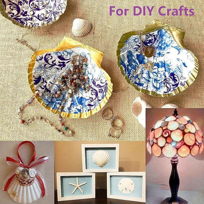 QICQDRAM 30PCS Sea Shells for Crafts Decoration 2''-3'' White Scallop Shells - Image 3