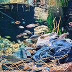 Hamiledyi Natural Driftwood for Aquarium Decor - Image 5