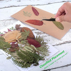 100 PCS Real Dried Pressed Greenery Leaves Natural Plant Herbarium - Image 3