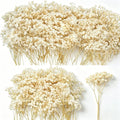3000+ Mini Dried Baby's Breath Flowers, Wedding Wreath, Card Making, Home Decor by Glicrili
