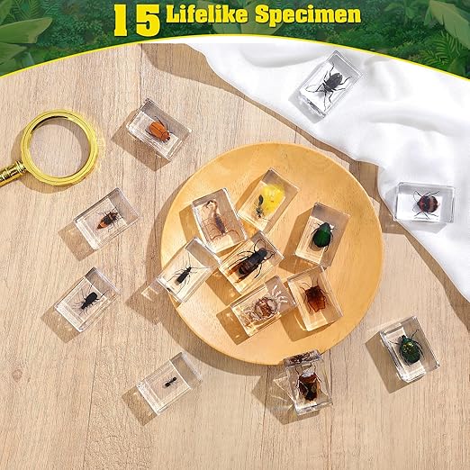 15 Insect specimens, Real Specimens of Various Butterflies and Beetles Made of - Image 2
