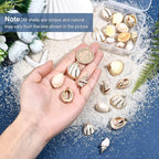 SUNNYCLUE 1 Box 24Pcs 6 Style Electroplate Spiral Seashells Charm Craft Charms - Image 3