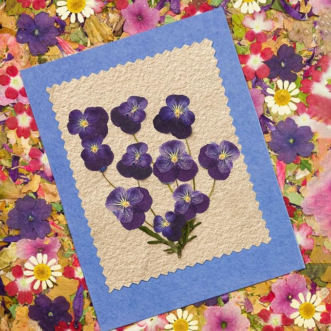 25PCS Dried Violet Flower, Natural Pressed Colorful Real Dry Petals Flowers - Image 4
