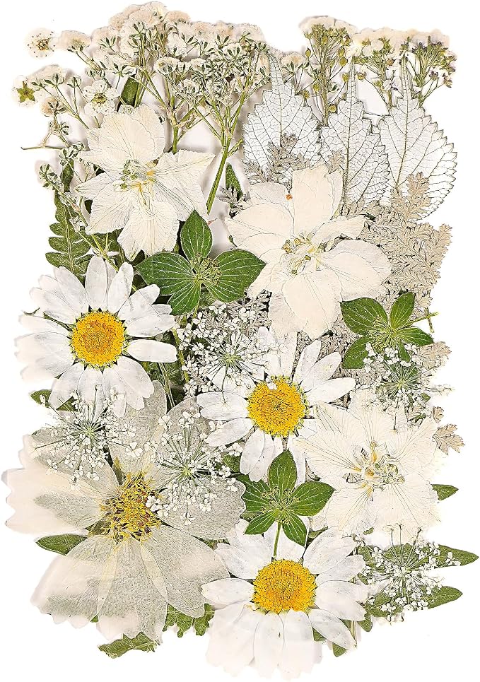 White Dried Pressed Flowers for Crafts, Real Natural Dried Flowers and Leaves by Kaddmedia