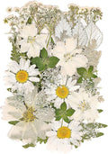 White Dried Pressed Flowers for Crafts, Real Natural Dried Flowers and Leaves by Kaddmedia