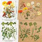 Nuanchu Dried Pressed Flowers for Crafts Resin Real Flat Dried Wildflowers Bulk - Image 4