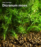 LuckyRunes Live Moss 4-Pack for Terrariums, Potted Plants & Floral Decor | - Image 9