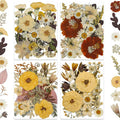 LUXEEASE 100P Vintage Warm Tone Dried Pressed Flowers | Cream caramel yellow by LUXEEASE