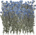 50 Pcs Natural Forget Me Not Pressed Dried Flowers Blue Don't Forget Me Dried by Roowest