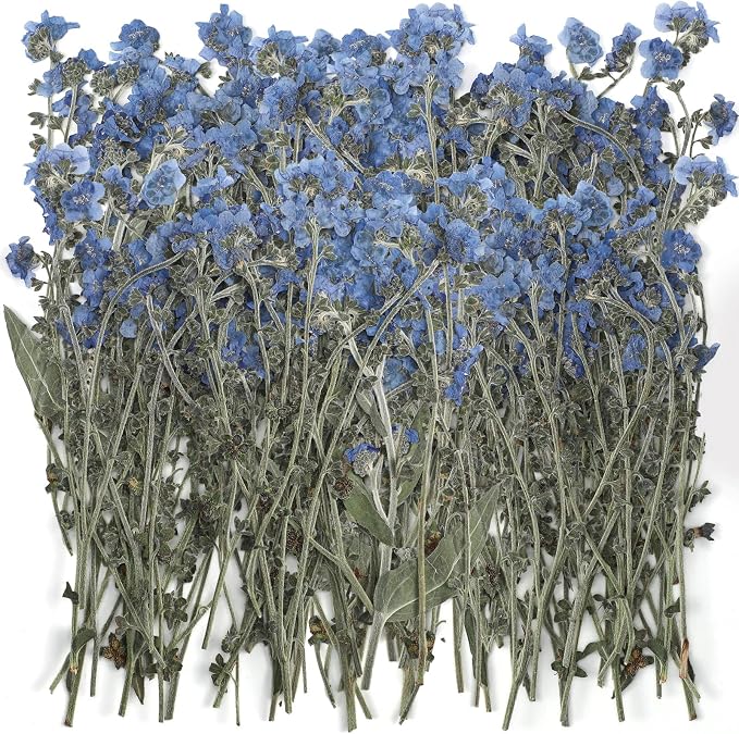 50 Pcs Natural Forget Me Not Pressed Dried Flowers Blue Don't Forget Me Dried by Roowest