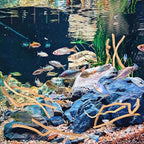 Hamiledyi Natural Driftwood for Aquarium Decor - Image 5