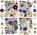 Purple Pressed Flowers 88Pcs Real Natural Dried by Unknown
