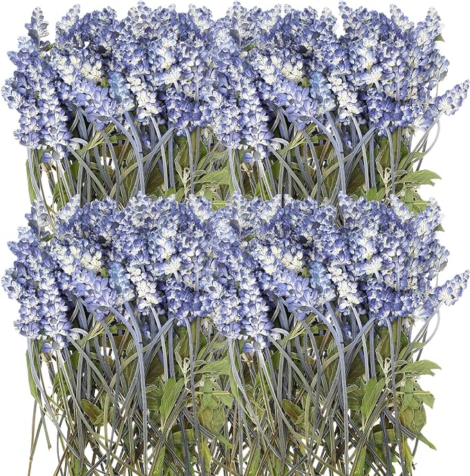 Wavwavw 100 Pcs Pressed Dried Lavender Flowers Stems Natural Preserved Real by Wavwavw