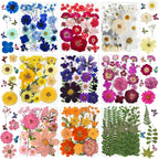 Bulk 410Pcs 11 Packs Mixed Real Natural Dried Pressed Flowers, Leaves & by Unknown