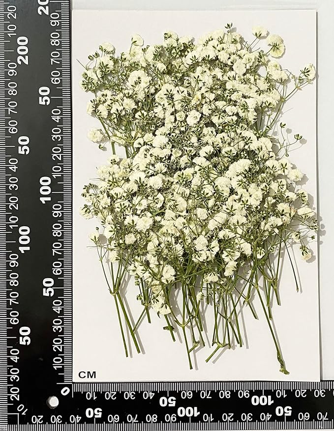 50 pcs White Baby's Breath Real Natural Dried Pressed Flowers - Image 2