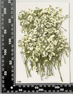 50 pcs White Baby's Breath Real Natural Dried Pressed Flowers - Image 2