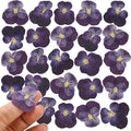 25PCS Dried Violet Flower, Natural Pressed Colorful Real Dry Petals Flowers by Unknown