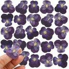 25PCS Dried Violet Flower, Natural Pressed Colorful Real Dry Petals Flowers by Unknown