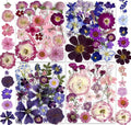 148PCS Purple Hot Pink Dried Pressed Flowers by YouthBro