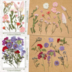 Nuanchu Dried Pressed Flowers for Crafts Resin Real Flat Dried Wildflowers Bulk - Image 3