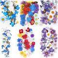 BIHRTC 100PCS Dried Pressed Leaf Flowers Natural Pressed Dry Leaves Sunflowers by HOME