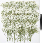 168Pcs Babys Breath Mini Dried Pressed Flowers by HLCYGJIN