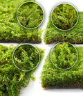LuckyRunes Live Moss 4-Pack for Terrariums, Potted Plants & Floral Decor | by LUCKYRUNES