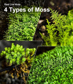 LuckyRunes Live Moss 4-Pack for Terrariums, Potted Plants & Floral Decor | - Image 5