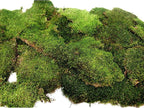 SuperMoss Sheet Moss – Flat Moss - Image 5