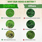 Duspro Green Forest Moss for Crafts, Real Dried Decorative Moss, 2.5 Lbs | - Image 3