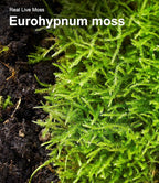 Live Moss Duo Pack 2 Types of Real Live Sheet/Sphagnum Moss - Image 9