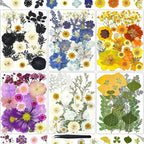 150Pcs Pressed Flowers for Crafts, Colorful Dried Flowers for Crafts Real by HLCYGJIN