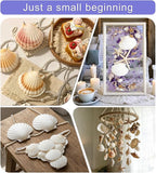 Denking 30 PCS Scallop Shells Mixed Sizes 3–5 Inch Natural White Seashells - Image 4