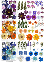 120Pcs Multi-Style Dried Pressed Flowers & Leaves - Image 4