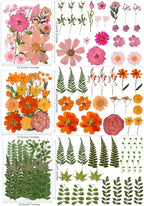 Bulk 410Pcs 11 Packs Mixed Real Natural Dried Pressed Flowers, Leaves & - Image 3
