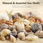Small Sea Shells 1200Pcs Tiny Seashells Mixed Size Ocean Beach Starfish - Image 3