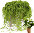 USMOLA Fake Moss for Potted Plants Indoor, 7OZ Green Moss for Crafts by USMOLA
