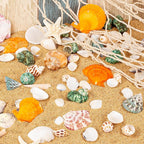 Natural Sea Shell Mixed Ocean Shells Set - Image 2