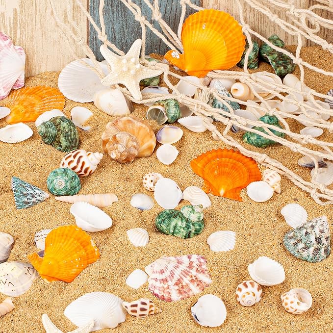 Natural Sea Shell Mixed Ocean Shells Set - Image 2