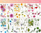 EBOOT 72 Pcs Dried Pressed Flowers - Image 2